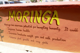 moringa